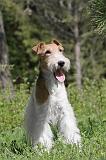 FOX TERRIER 223